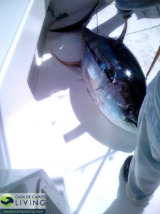 img_0061 img_0061