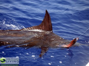 img_0491 img_0491