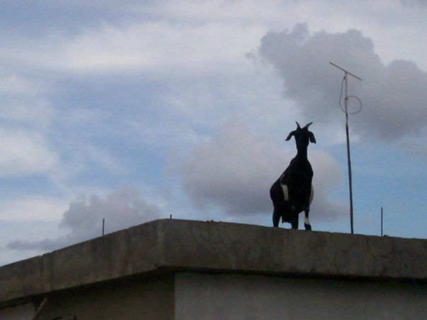suicidal goat suicidal goat