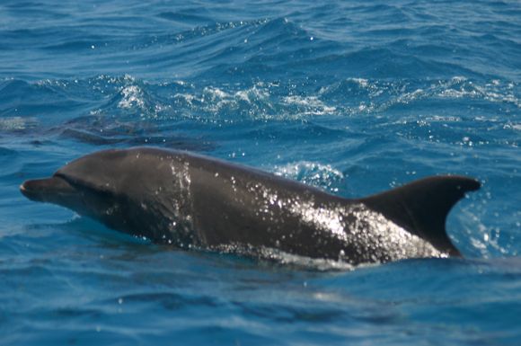 dolphins - chavon dolphins - chavon