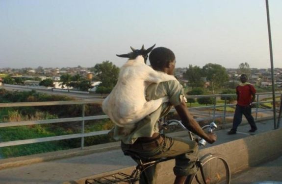 mochivo mochivo