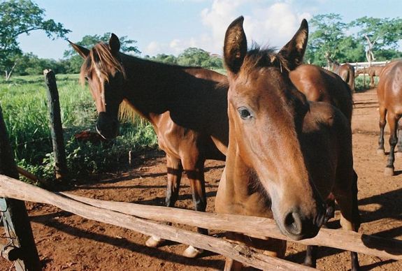 18 cute horses - Casa de Campo Living 18 cute horses - Casa de Campo Living