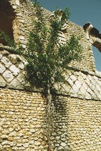memories of casa de campo - altos de chavon
