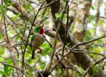 Bird spotting! Learning all about Dominican birds and a “bird walk” in Bayahibe!