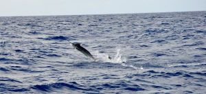 blue_marlin_cdc