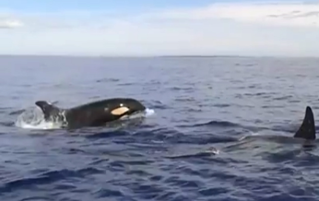 Orca whales Saona Island