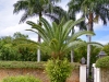 Palms in Casa de Campo